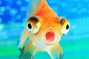 Remember the goldfish example