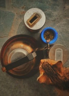 homemade cat food